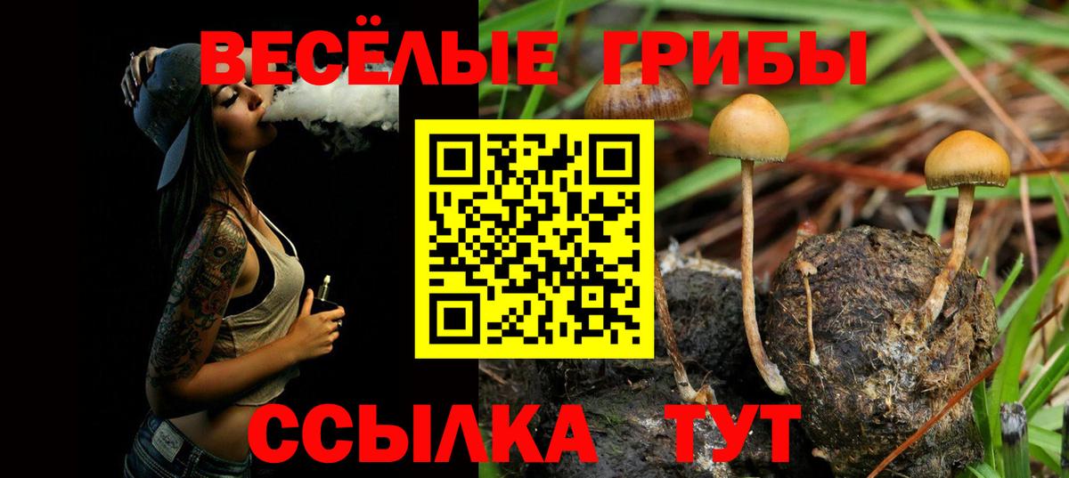 Псилоцибиновые грибы прущие грибы  Вход с VPN  Владимир 
